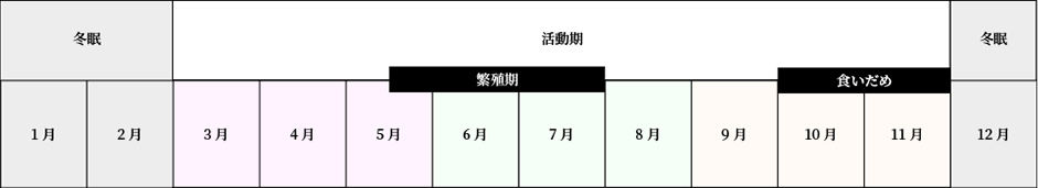 ヒグマの行動年間表。12月から2月は冬眠期。３月から11月は活動期で、そのうち5月中旬から7月末までは繁殖期、10月頭から11月末までは食いだめ期。